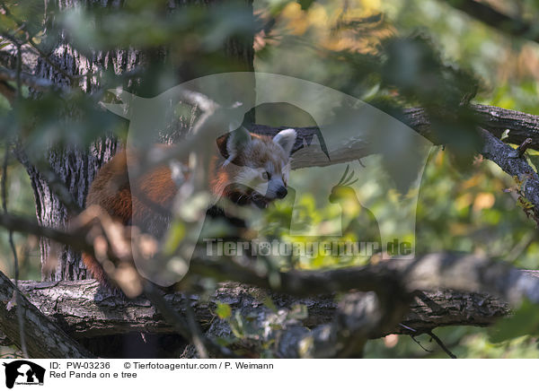 Red Panda on e tree / PW-03236