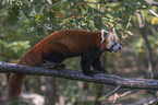 Red Panda on e tree