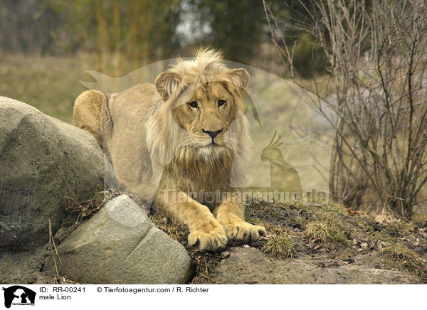 Angola-Lwen Mnnchen / male Lion / RR-00241