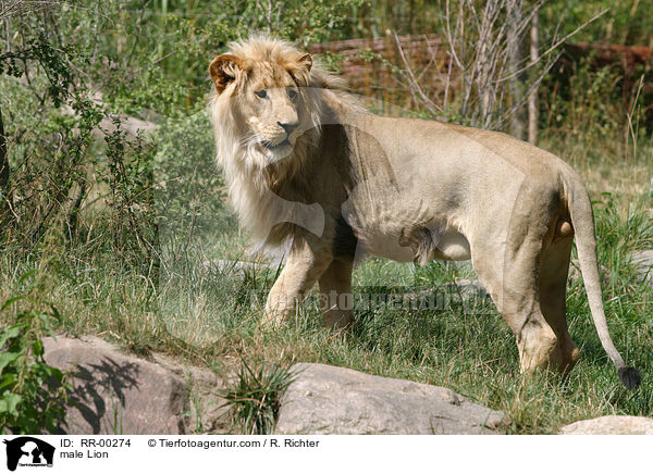male Lion / RR-00274