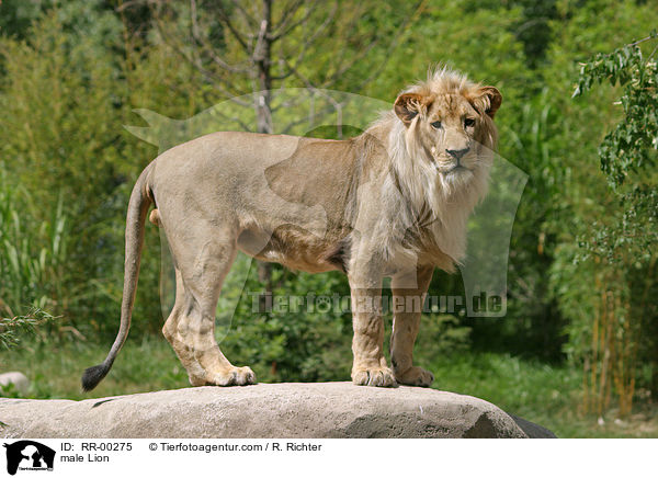 male Lion / RR-00275
