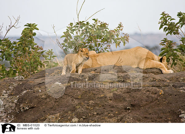 lioness with cub / MBS-01020