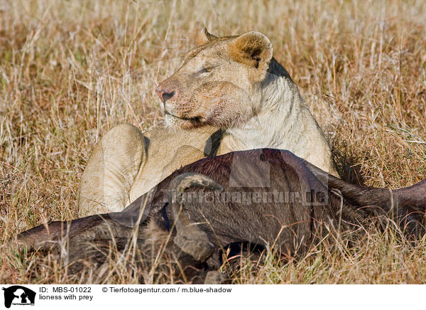 lioness with prey / MBS-01022
