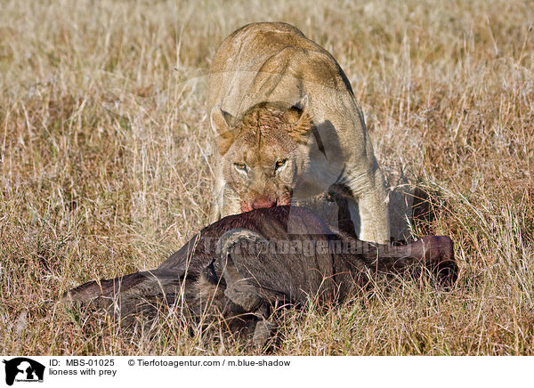 lioness with prey / MBS-01025