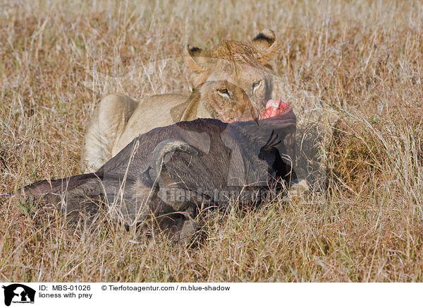 lioness with prey / MBS-01026