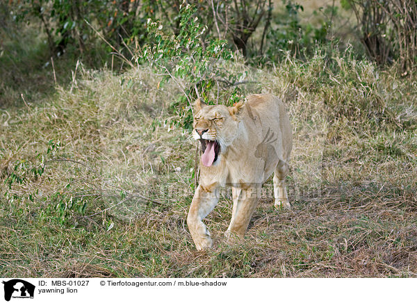 yawning lion / MBS-01027