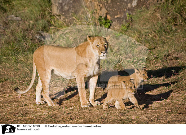 lioness with cub / MBS-01039