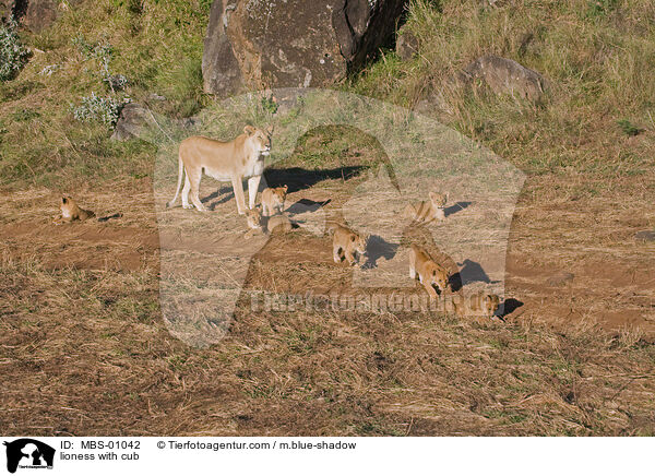 lioness with cub / MBS-01042