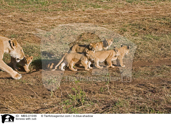 Lwin mit Jungen / lioness with cub / MBS-01046