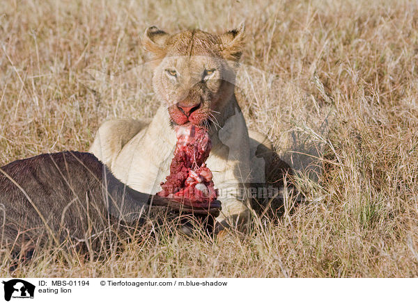 eating lion / MBS-01194