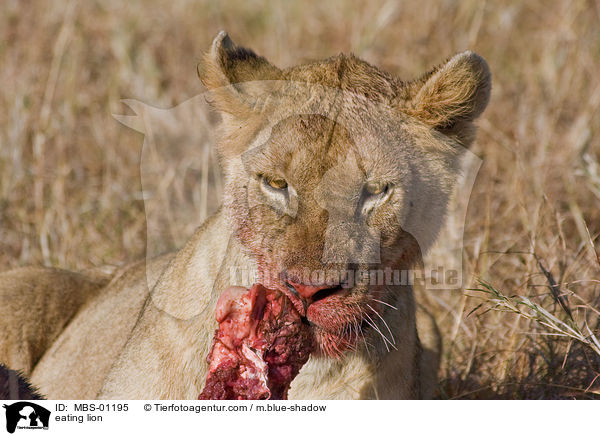 eating lion / MBS-01195