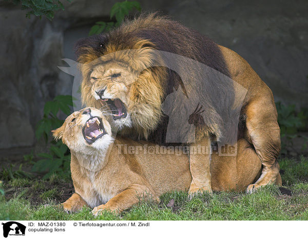 copulating lions / MAZ-01380
