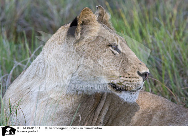lioness portrait / MBS-01661