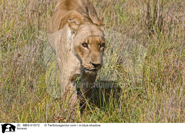 lioness / MBS-01672