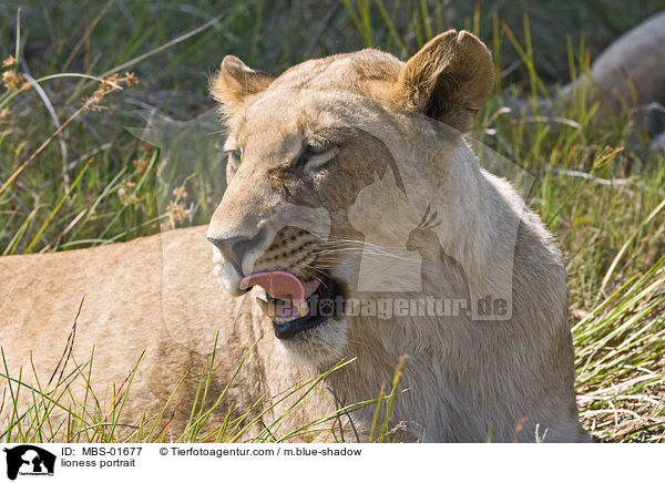 lioness portrait / MBS-01677