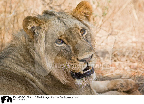 lion portrait / MBS-01684