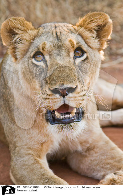lioness portrait / MBS-01686