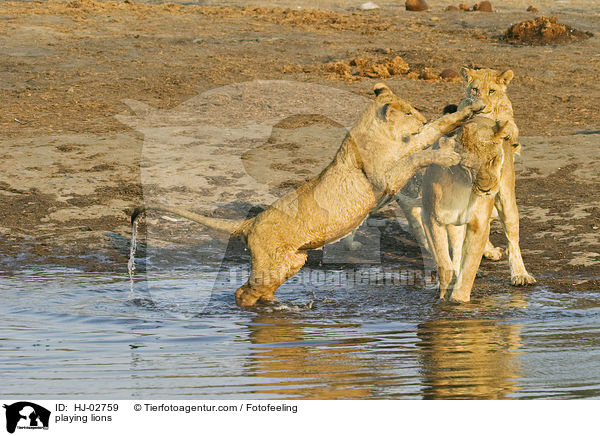 spielende Lwen / playing lions / HJ-02759