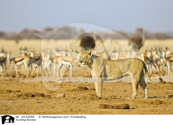 hunting lioness / HJ-02859