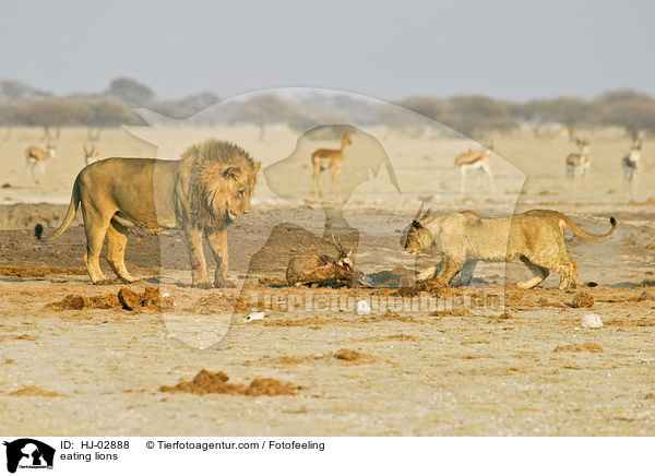 eating lions / HJ-02888