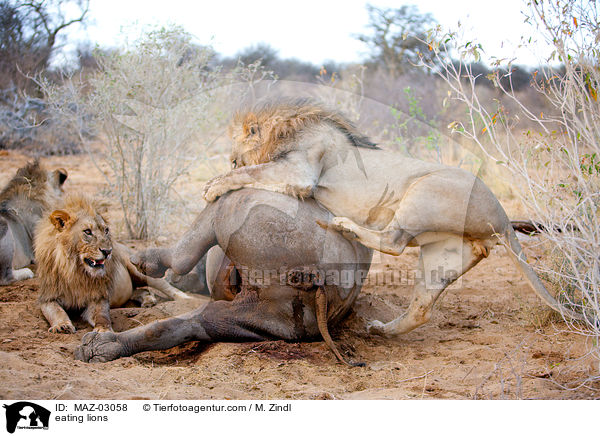 fressende Lwen / eating lions / MAZ-03058