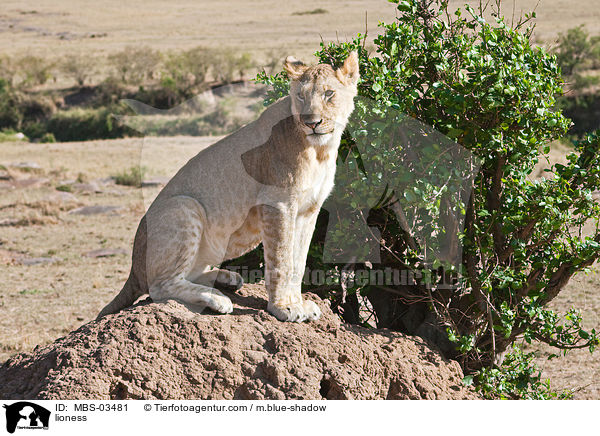 Lwin / lioness / MBS-03481