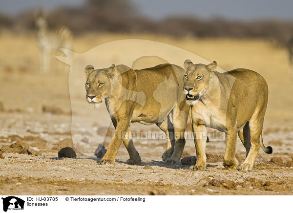 Lwinnen / lionesses / HJ-03785