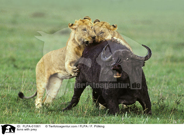 Lwen mit Beute / lions with prey / FLPA-01061