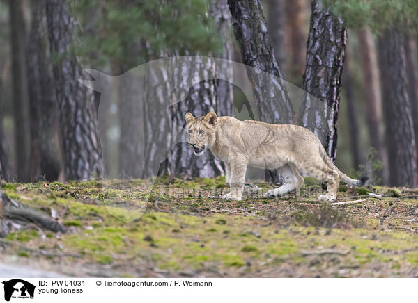 young lioness / PW-04031