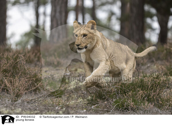 young lioness / PW-04032
