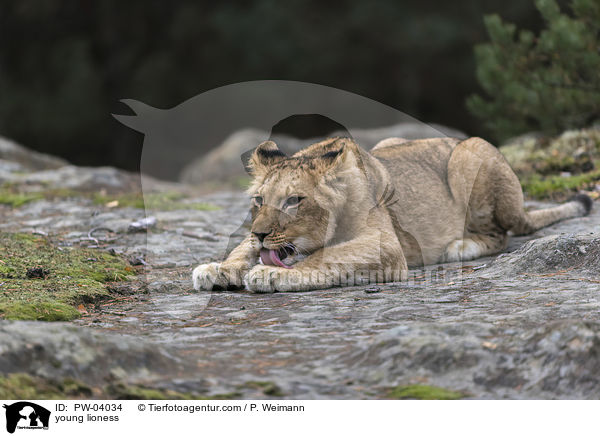 young lioness / PW-04034