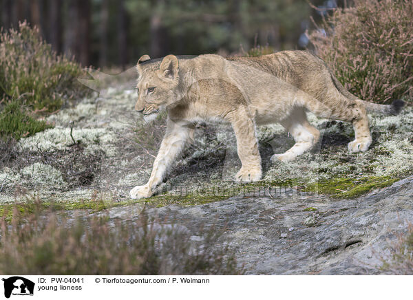 young lioness / PW-04041