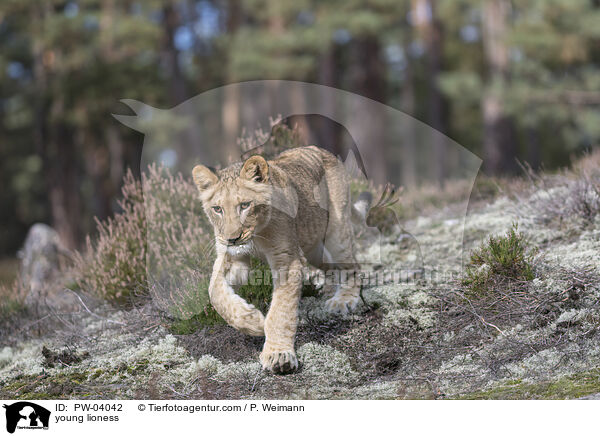 junge Lwin / young lioness / PW-04042
