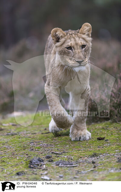 junge Lwin / young lioness / PW-04046