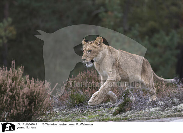 young lioness / PW-04049