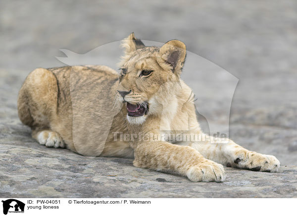 young lioness / PW-04051