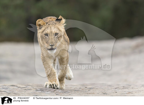 young lioness / PW-04057