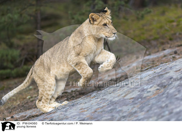 young lioness / PW-04060