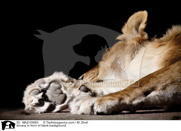 Lwin vor schwarzem Hintergrund / lioness in front of black background / MAZ-05883