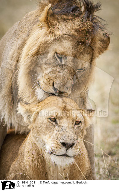 Lwen bei der Paarung / Lions mating / IG-01053