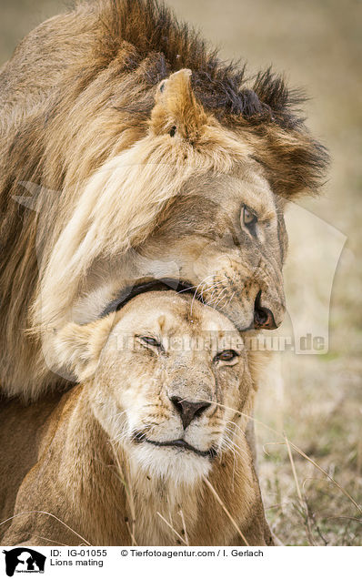 Lions mating / IG-01055