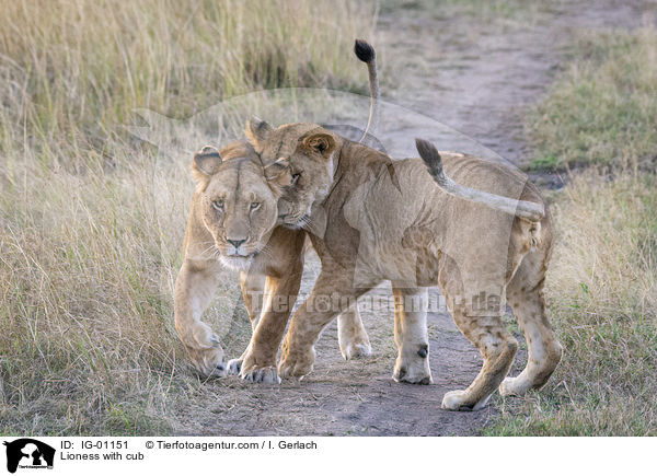 Lioness with cub / IG-01151