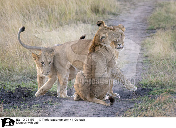 Lioness with cub / IG-01155