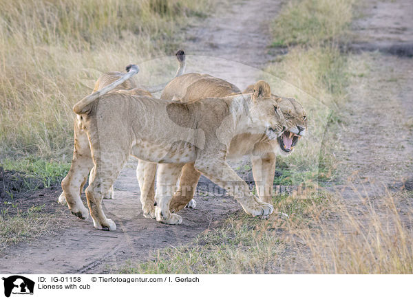 Lioness with cub / IG-01158