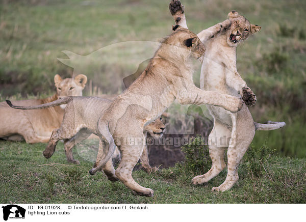 kmpfende Lwenjungtiere / fighting Lion cubs / IG-01928