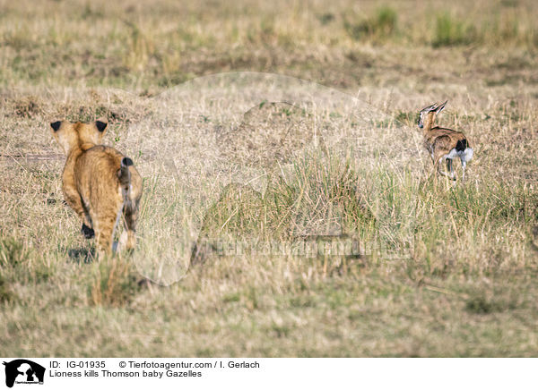 Lioness kills Thomson baby Gazelles / IG-01935
