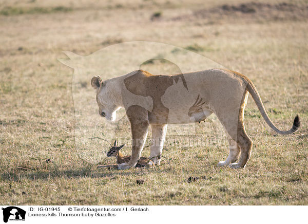Lwin ttet Thomson-Gazellen Baby / Lioness kills Thomson baby Gazelles / IG-01945