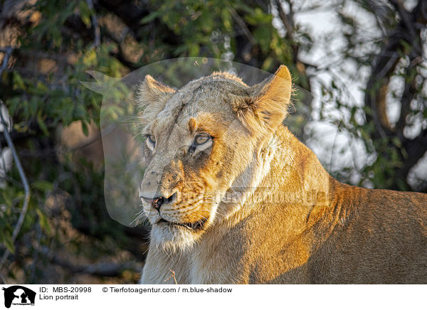 Lion portrait / MBS-20998