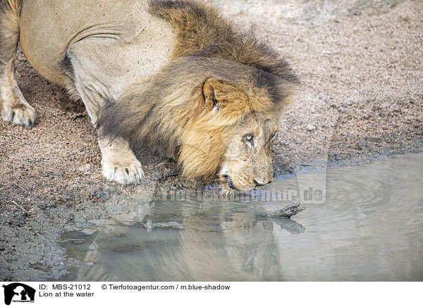 Lion at the water / MBS-21012