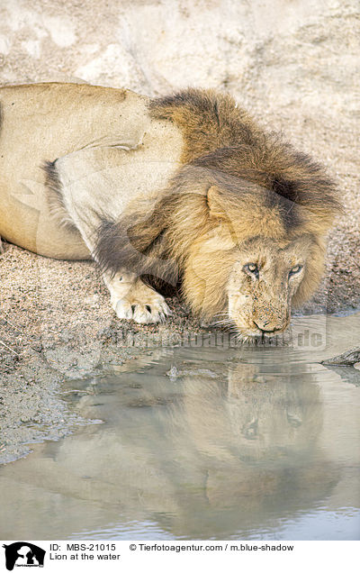 Lion at the water / MBS-21015